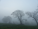 FZ010473 Tree in the mist.jpg